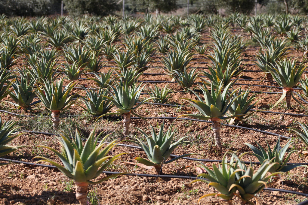 Succo Puro Aloe Arborescens Biologico | "PUR ALOE" | 500 ml
