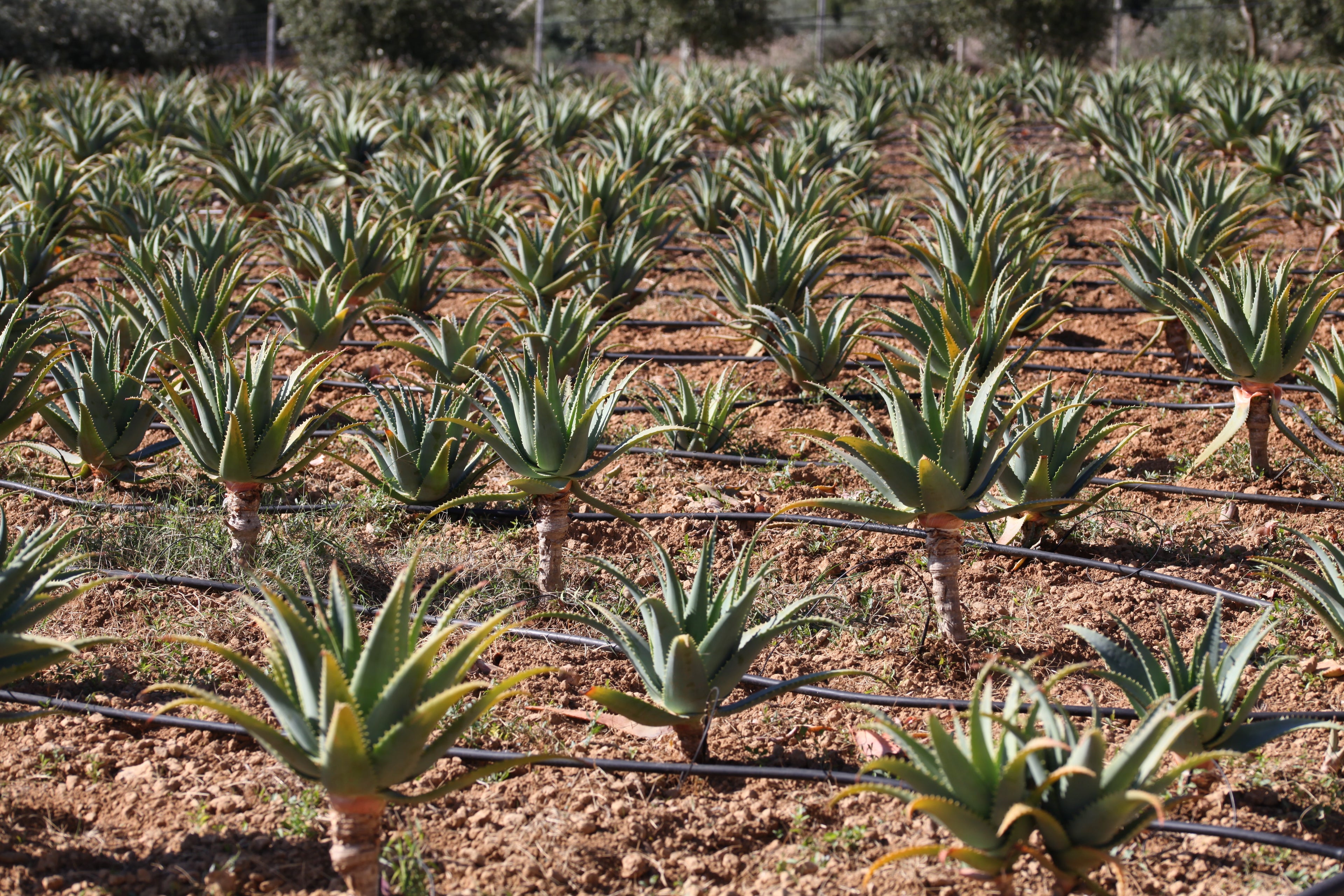 Succo Puro Aloe Arborescens Biologico | "PUR ALOE" | 500 ml