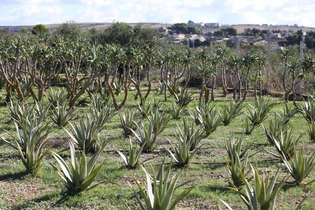 Aloe Arborescens e Miele Padre Zago | SINERGIA 2 | 500ml - Senza Alcool