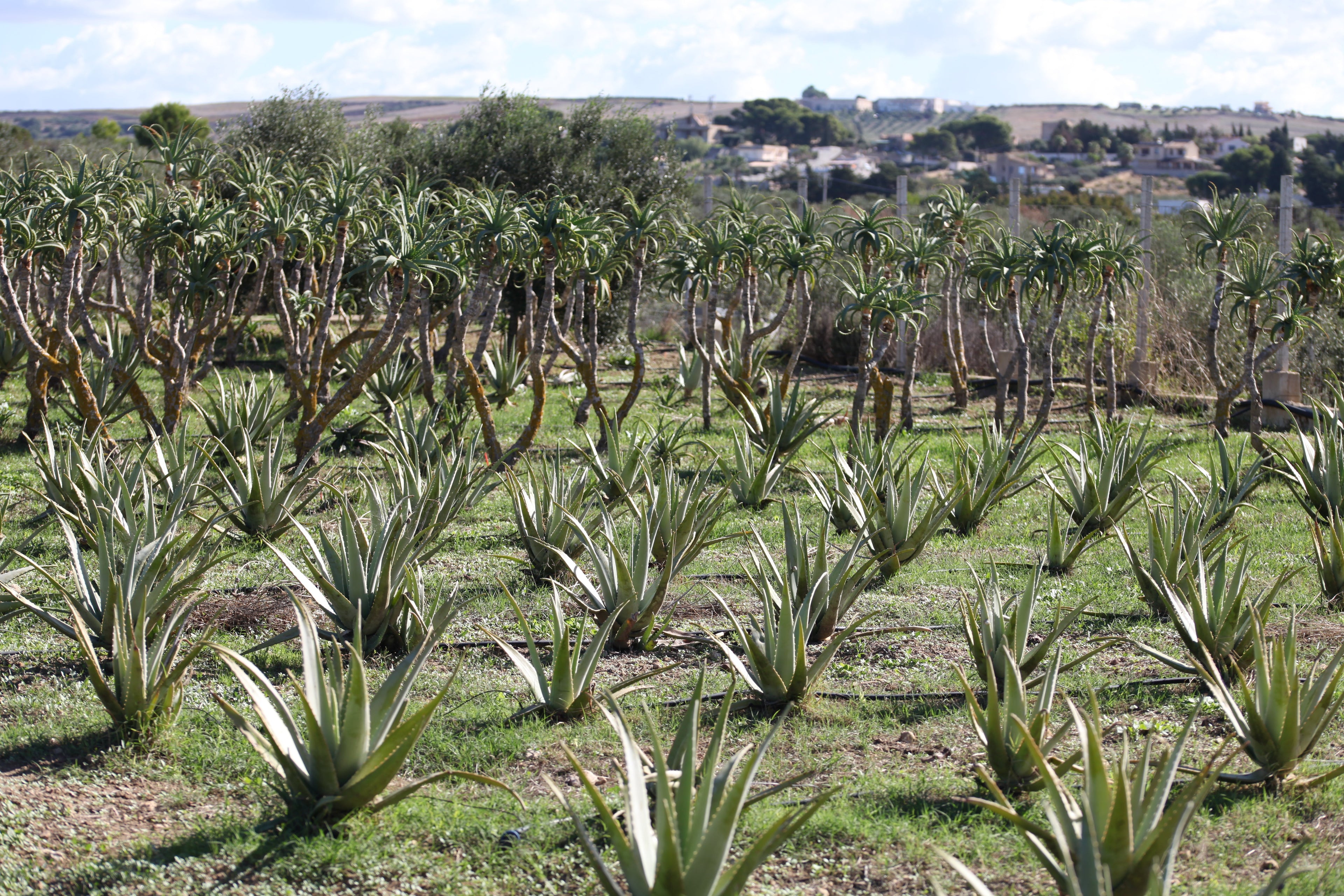 Aloe Arborescens e Miele Padre Zago | SINERGIA 2 | 500ml - Senza Alcool