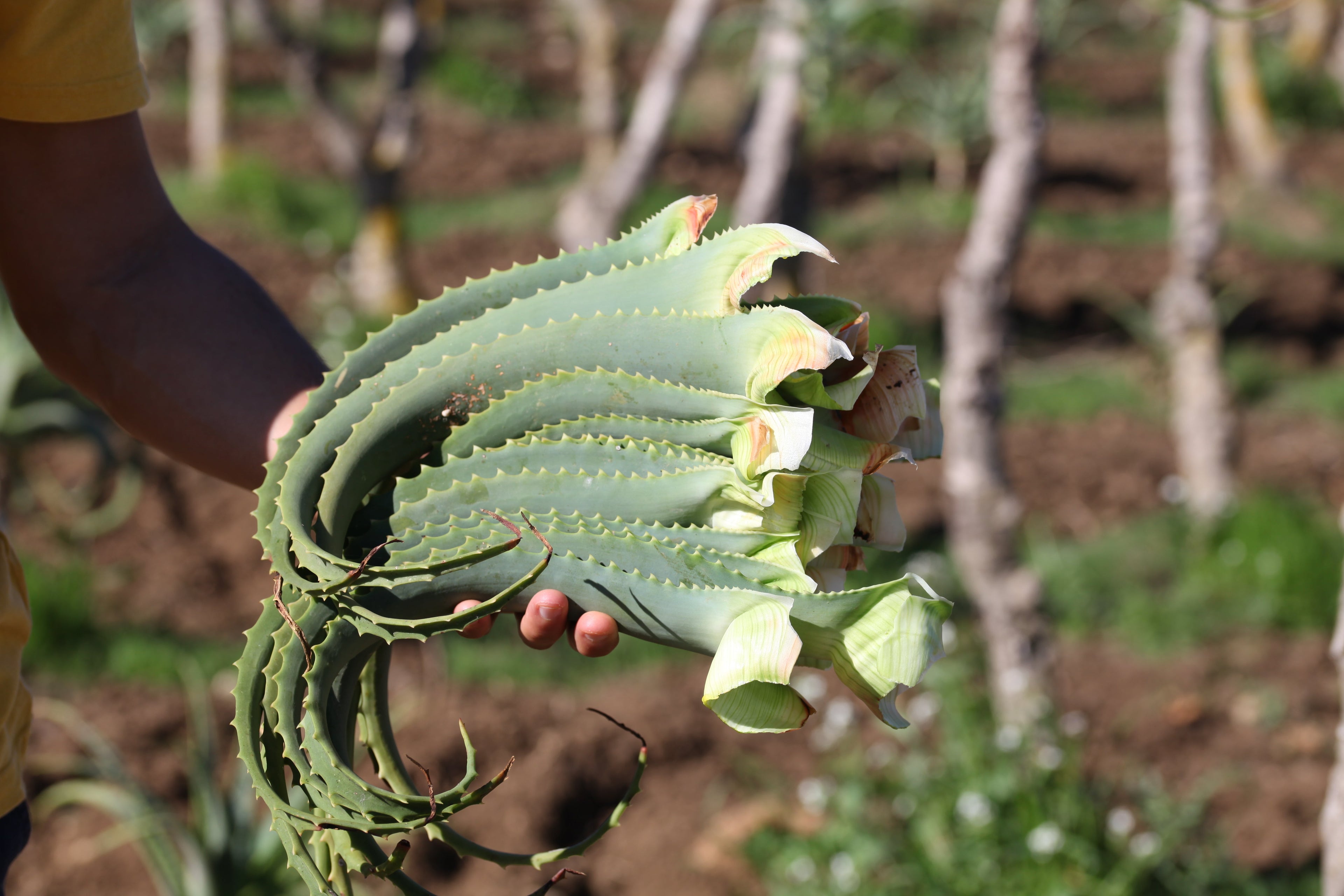 Aloe Arborescens e Miele, Ricetta del Frate, Padre Romano Zago| SINERGIA 1 | 750ml