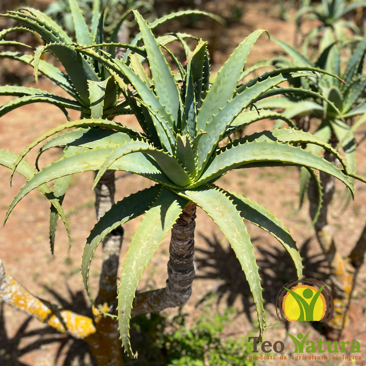 Succo Puro Aloe Arborescens Biologico | "PUR ALOE" | 500 ml