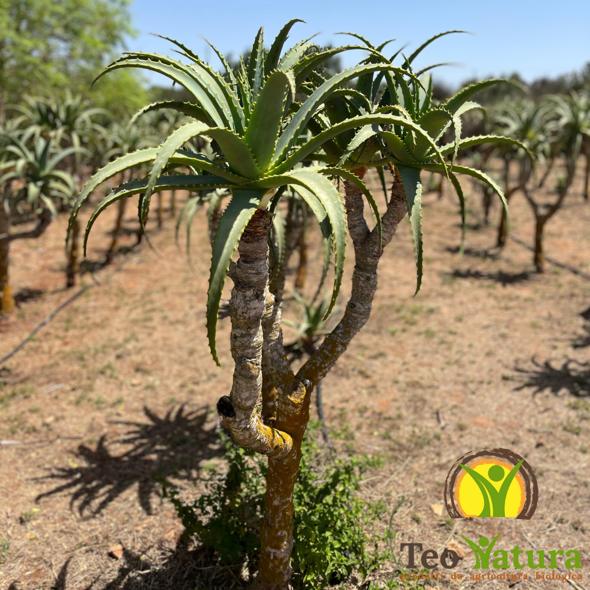 Succo Puro Aloe Arborescens Biologico | "PUR ALOE" | 500 ml